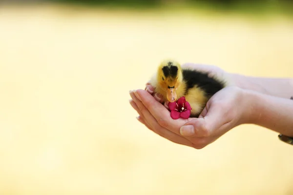 Hand holding beetje schattig eendje, buitenshuis — Stockfoto