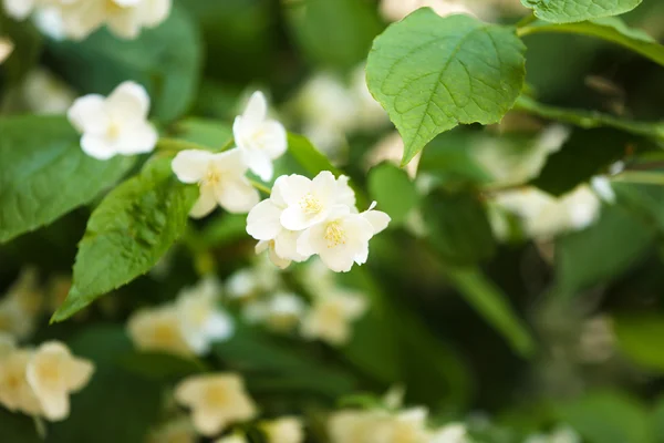 Beautiful jasmine flowers on green bush — Stock Photo, Image