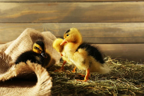 Weinig schattig eendje in schuur — Stockfoto