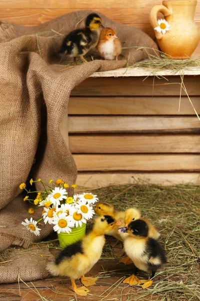 Niewiele cute kaczki w stodole — Zdjęcie stockowe