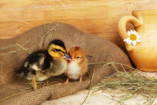 Petit canard mignon et poulet dans la grange — Photo