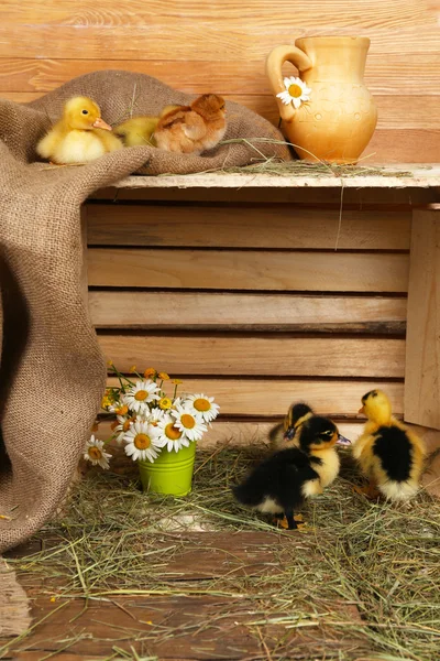 Weinig schattige eendjes in schuur — Stockfoto