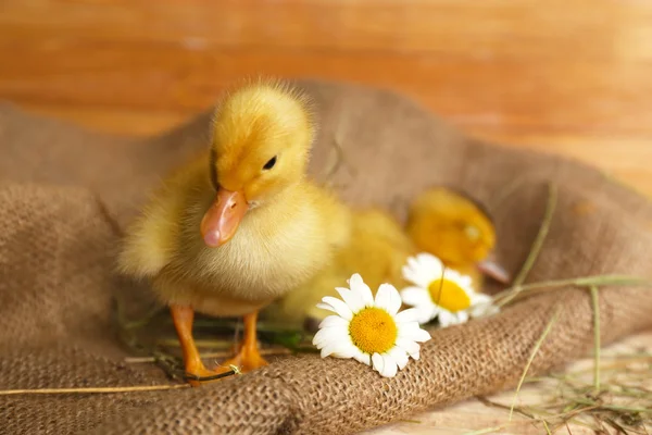 Little cute ducklings in barn — Stock Photo, Image