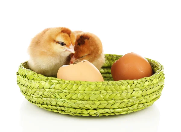 Kleine niedliche Hühner und Eierschale isoliert auf weiß — Stockfoto