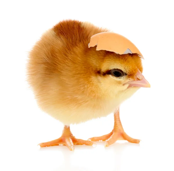 Pequeña gallina linda y cáscara de huevo aislado en blanco — Foto de Stock