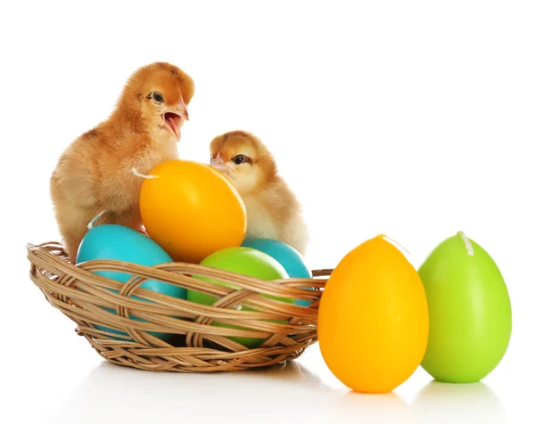 Little cute chickens and Easter candles in basket isolated on white — Stock Photo, Image