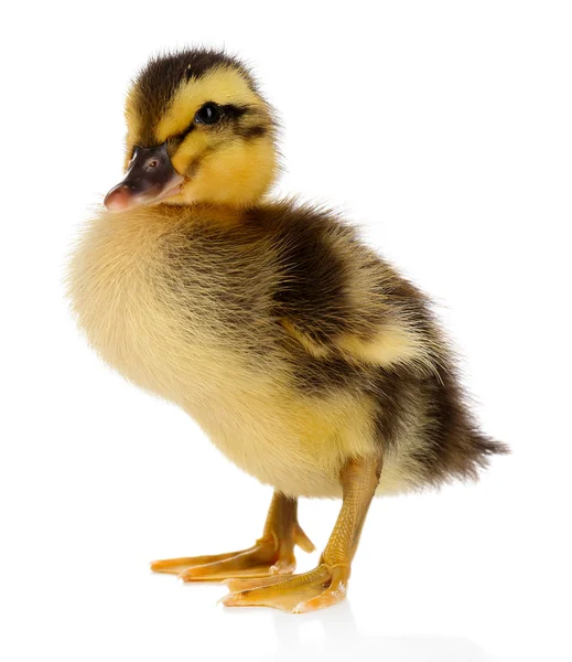 Weinig schattig eendje geïsoleerd op wit — Stockfoto