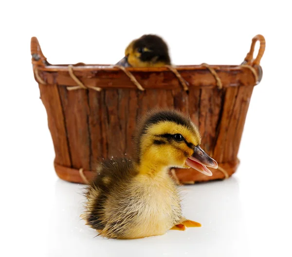 Pequeños patitos lindos en cesta aislada en blanco — Foto de Stock