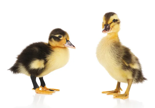 Pequeños patitos lindos aislados en blanco — Foto de Stock