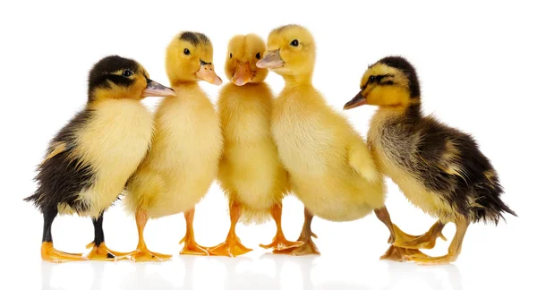 Pequenos patinhos bonitos isolados em branco — Fotografia de Stock