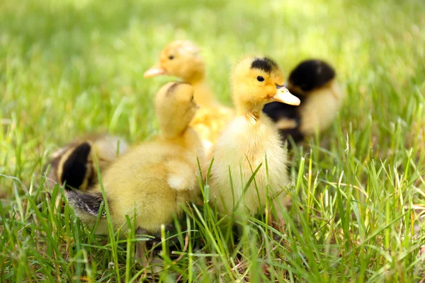 Petits canetons mignons sur herbe verte, à l'extérieur — Photo