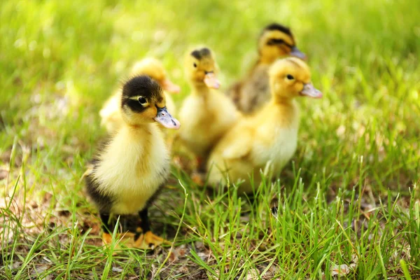 Piccoli simpatici anatroccoli su erba verde, all'aperto — Foto Stock