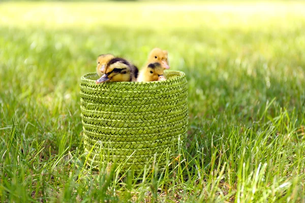 Pequeños patitos lindos en la hierba verde, al aire libre — Foto de Stock