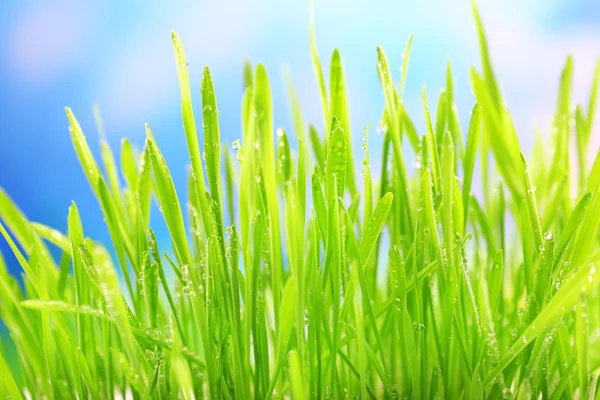 Beautiful spring grass on bright background — Stock Photo, Image
