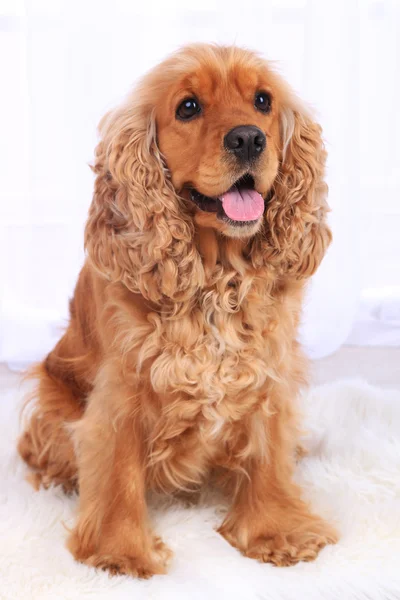 English cocker spaniel on carpet in room — Stock Photo, Image