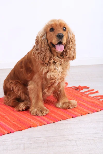 Cocker inglese spaniel sul tappeto in camera — Foto Stock