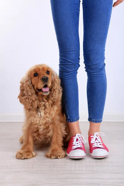 Inglês cocker spaniel e proprietário no quarto — Fotografia de Stock