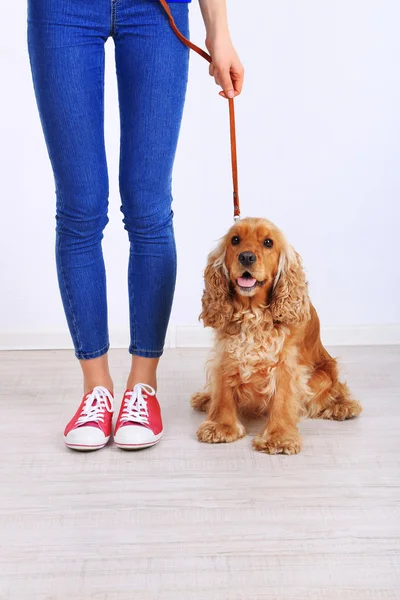 English cocker spaniel and owner in room — Stock Photo, Image