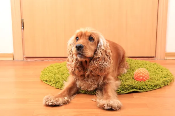 Inglés cocker spaniel on rug near door —  Fotos de Stock