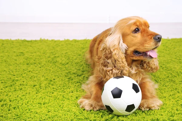 Cocker spaniel angielski na dywan z piłką w pokoju — Zdjęcie stockowe