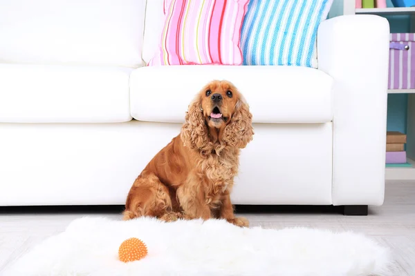 Inglés cocker spaniel on rug near sofa —  Fotos de Stock