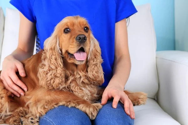 English cocker spaniel on sofa with owner — Stock Photo, Image