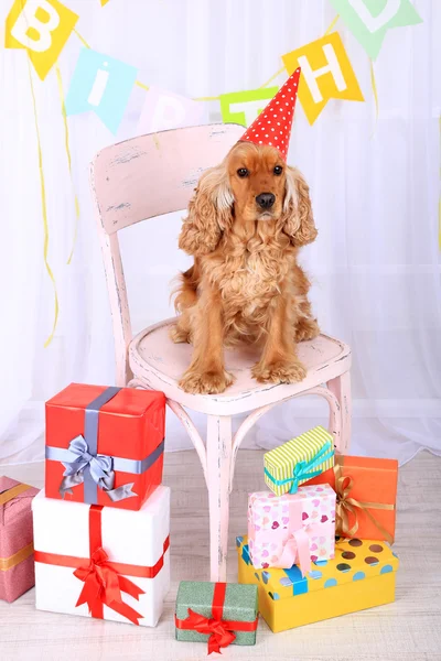 English cocker spaniel and birthday — Stock Photo, Image