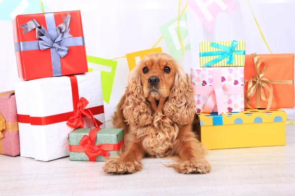 Inglês cocker spaniel e aniversário — Fotografia de Stock