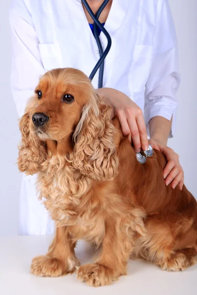 English cocker spaniel in veterinarian — Stock Photo, Image