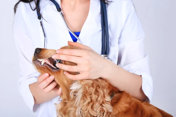 Anglický kokršpaněl v veterinární lékař — Stock fotografie