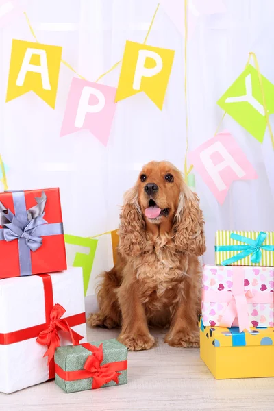 Cocker spaniel angielski i urodziny — Zdjęcie stockowe