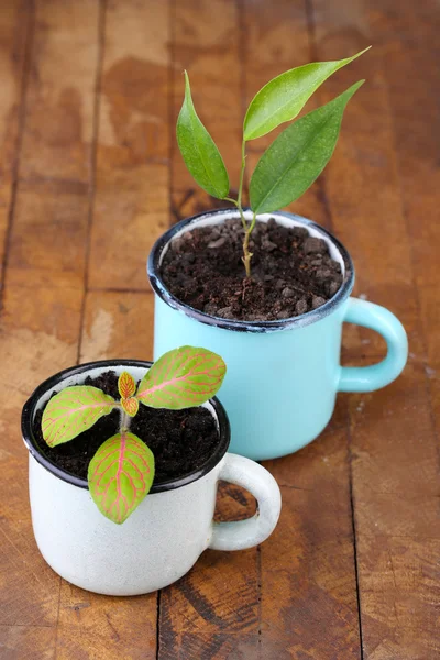 Junge Pflanze in Tassen auf farbigem Holzhintergrund — Stockfoto