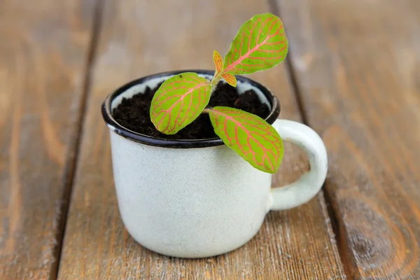 Young plant in mug on color wooden background — Stock Photo, Image