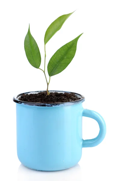 Genç bitki üzerinde beyaz izole kupa — Stok fotoğraf