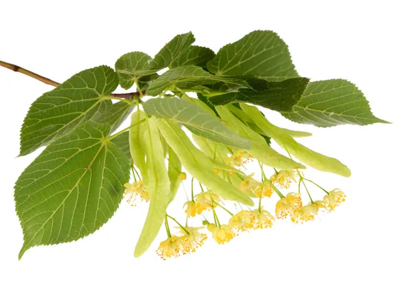 Rama de flores de tilo aisladas en blanco —  Fotos de Stock