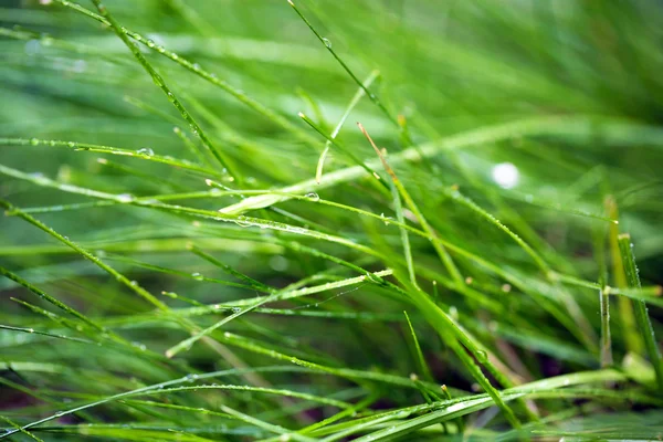 Gotas de água na grama verde fresca — Fotografia de Stock