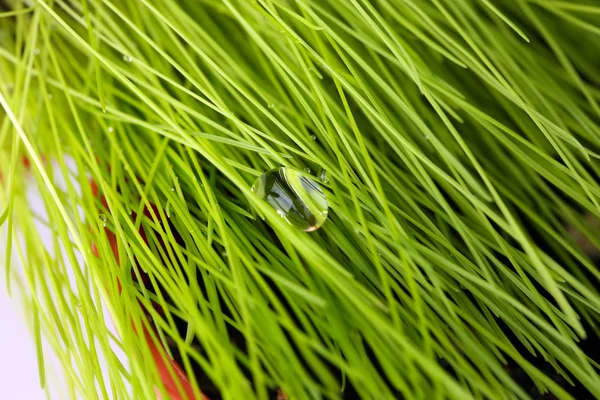 Gotas de agua sobre hierba verde fresca — Foto de Stock