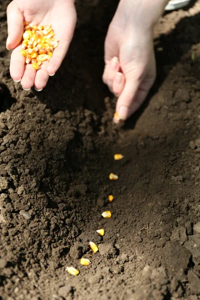 Semis de graines dans le sol — Photo