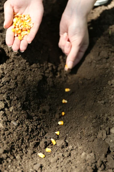 Sowing seeds into soil — Stock Photo, Image