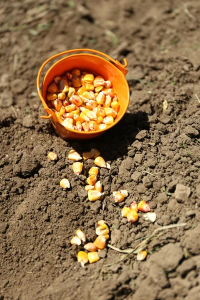 Toprağa bir tohum Ekim — Stok fotoğraf