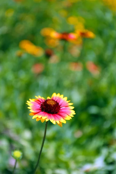 Gaillardia (Blanket Flower) in bloom, outdoors — Stock Photo, Image