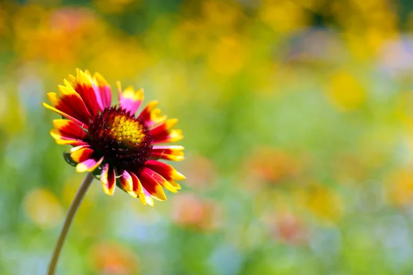 Гайардия (Цветок одеяла) в цвету, на открытом воздухе — стоковое фото