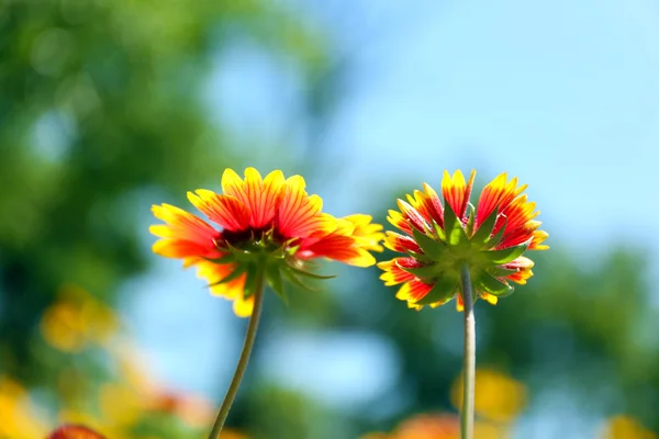 Gaillardia (filt blomma) i blom, utomhus — Stockfoto