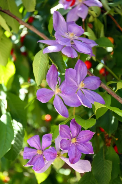 Sprężyny purpurowe kwiaty, na zewnątrz — Zdjęcie stockowe
