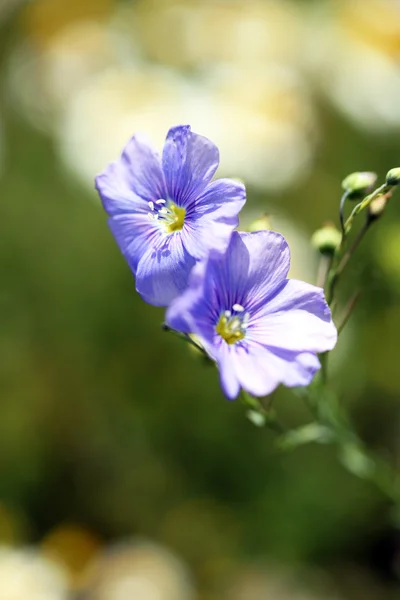 Beautiful flax in the field Royalty Free Stock Photos