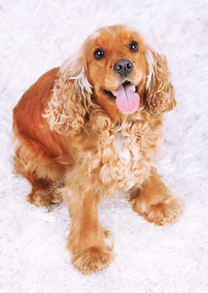 English cocker spaniel on carpet in room