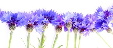 güzel Peygamber üzerine beyaz izole