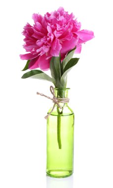 Beautiful pink peony flower in glass vase, isolated on white clipart