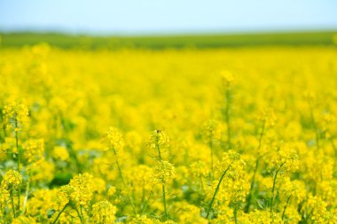 alanında güzel tecavüz