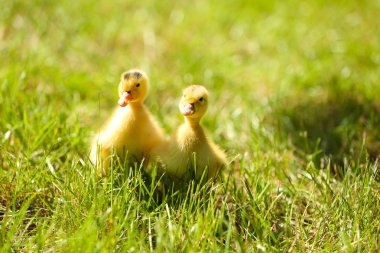 küçük sevimli ördek yavrusu yeşil çimen, açık havada